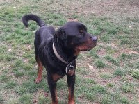 KOCA KAFA Rottweiler eğitimlidir 1 yaşında