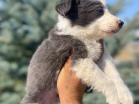 Ankaranın en güzel blue border collie yavruları