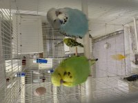 BEBEK SHOW JUMBO VE JUMBO MUHABBETLER ALANYA