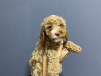 TOY POODLE KARDEŞLER