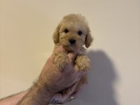 APRİCOT TOY POODLE