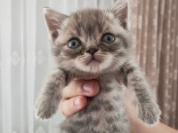 Birbirinden tombul british shorthair yavrular
