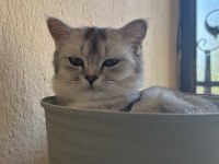 Kedilerimiz 7 aylıktır