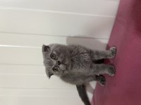 Scottish fold dişi