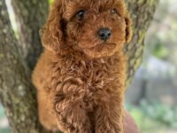 Toy poodle kore garantili