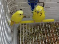 Yavrulu takım japones muhabbet kuşu