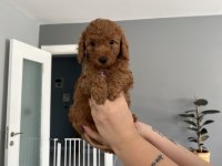 Toy poodle ev doğum