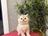 Brıtısh Shorthair Dünya Tatlısı Yavrularım 