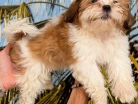 Shih-Tzu (Şitsu) Çocuklarım