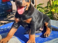 Safkan doberman yavrularımız