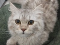 Acil sahiplendirme british longhair