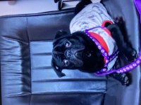 6 aylık erkek Pug yavru damızlık