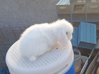 Hollanda teddy lop tavşanı yavrusu