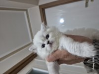 British shorthair ve scottish fold yavrular