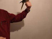 Acil satılık alexander papağanı