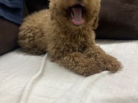 5 aylık dişi poodle