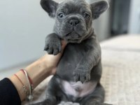 French bulldog yavrularımız