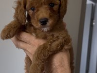 2 BUÇUK AYLIK ERKEK TOY POODLE 1 NUMARA