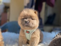 SON KALAN CHOW CHOW YAVRULAR
