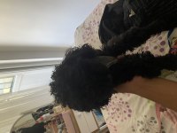 2 Poodle cinsi köpek egitimli