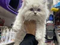 Muhteşem Güzellikteki British Longhair Yavrumzu