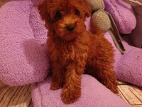 Toy poodle dişi
