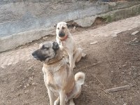 Orjinal kangal sürü köpeği