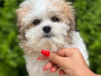 Türkiyenin en güzel morkie yavruları