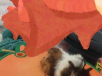 Sevimli guinea pig yavruları tepeli (17 günlük)