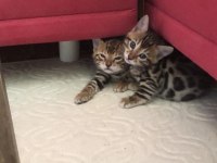 Safkan bengal