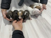 Bull terrier yavruları A şecereli