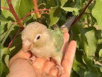 5 aylık erkek konur papağanı
