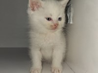 Yavru british shorthair