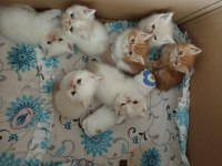 50 günlük exotic shorthair yavrular