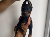 Doberman yavruları