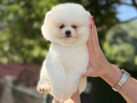 ÜST DÜZEY AYICIK POMERANİAN BOO