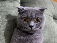 1 Yaşında kedimi sahiplendiriyorum