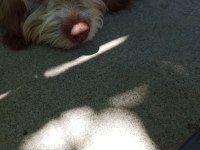 Köpeğimi çok uyguna sahiplendirmek istiyorum