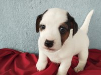Jack russell köpeği 1