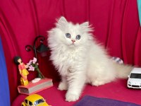 British Longhair