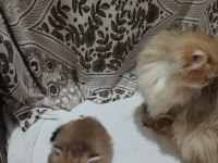 Golden british longhair bebek