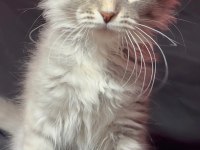 3 buçuk aylık dişi maine coon