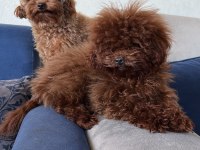 KORE RED BROWN SAFKAN TOY POODLE KÖPEKLER