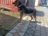8 Aylık Erkek Alman Kurdu