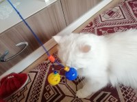 British shorthair lütfen bakıp geçme gerçek ailemi istiyorum