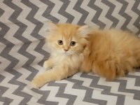 Longhair yavru kedimiz