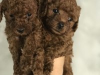 Toy poodle bebeklerim