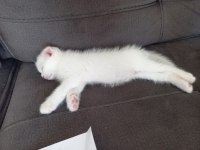 Evcil british longhair