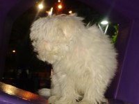 Erkek Kore maltese