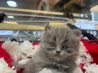 Gri british longhair ve beyaz shorthair yavrumuz